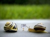 snail1