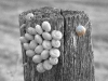 snail10