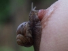 snail3