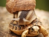 snail5
