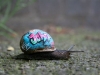 snail6