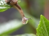 snail7