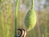 snail9
