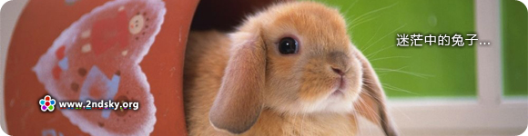 作为一只兔子，我表示自己很迷茫